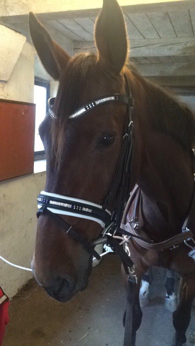 Traver Victoria L O billede 15