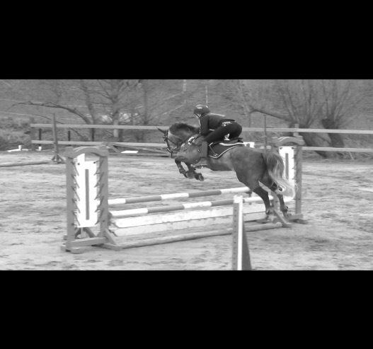 Anden særlig race Bækkeskovens Hurricane billede 7