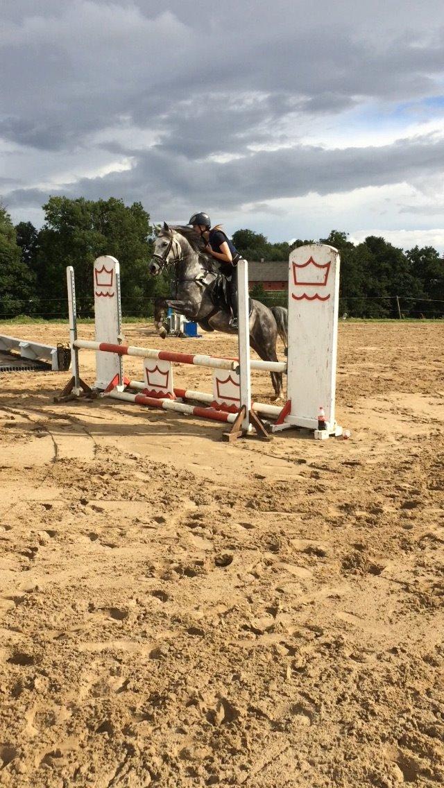 Anden særlig race Bækkeskovens Hurricane billede 8