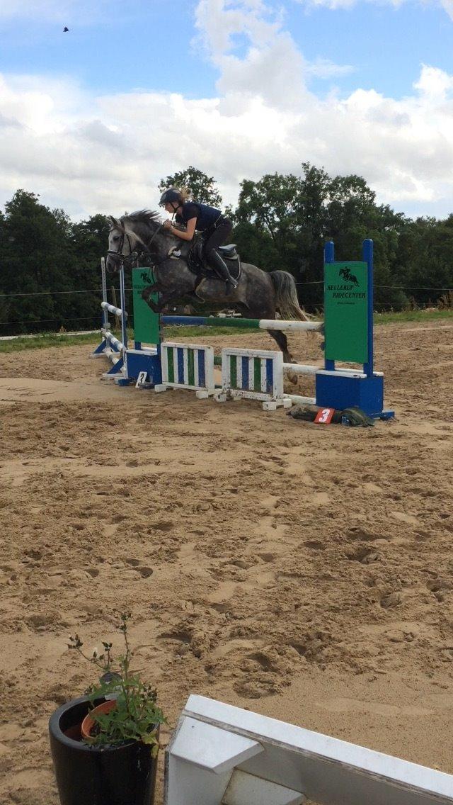 Anden særlig race Bækkeskovens Hurricane billede 10