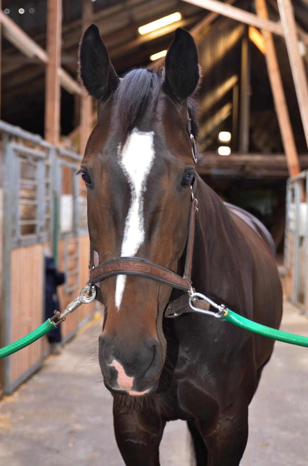 Dansk Varmblod Stald Nyborgs Chantell - Foto: Anita H. Rasmussen billede 42