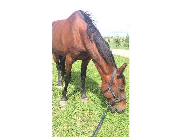 {{currentPhoto.altText}} billede {{currentPhoto.number}}