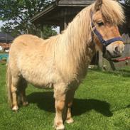 Shetlænder Crazy's fallulah