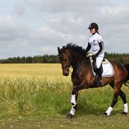 Welsh Cob (sec D) Ayla