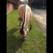 Fjordhest Ellegaards Tundra