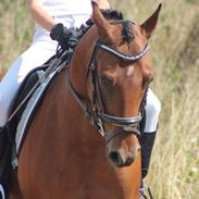 DSP Pinocchio Gullhøj 