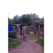 Fjordhest FJORDHEST EDDIE