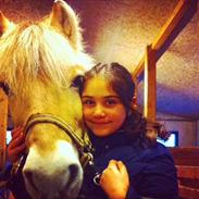 Fjordhest FJORDHEST EDDIE