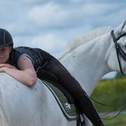 Lipizzaner Africa