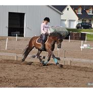 Welsh Pony af Cob-type (sec C) Rolo 