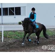 Welsh Pony af Cob-type (sec C) Rolo