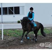 Welsh Pony af Cob-type (sec C) Rolo 