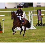 Welsh Pony af Cob-type (sec C) Rolo 