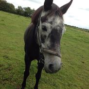 Anden særlig race Fie