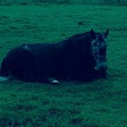 Anden særlig race Fie