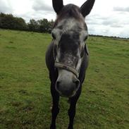 Anden særlig race Fie