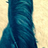 Anden særlig race Fie