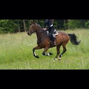 Anden særlig race Gambling Fame