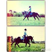 Anden særlig race Kelly