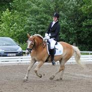 Haflinger Charlie