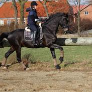 Anden særlig race Østmarks's Martinus