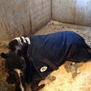 Anden særlig race Bounty - Charmetrold 