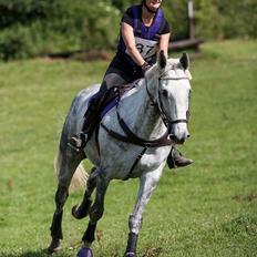 Dansk Varmblod Venus