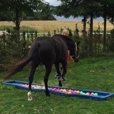 Welsh Pony (sec B) elmegaardens alvin. Også kaldt for amazing.