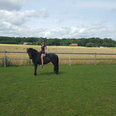 Islænder Koldís frá Hofi