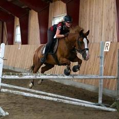 Anden særlig race Sheila