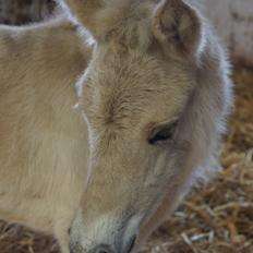 Fjordhest Ørvads aika
