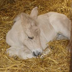 Fjordhest Ørvads aika