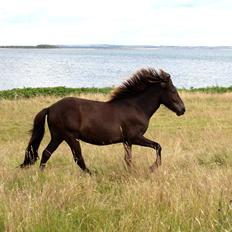 Islænder Eygló Fra Rørsgaard