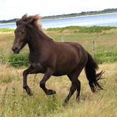 Islænder Eygló Fra Rørsgaard