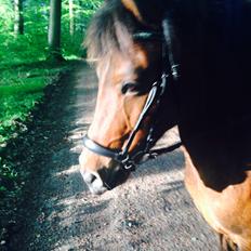 Anden særlig race Dandy(aka. Tjalfe) 