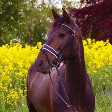 Anden særlig race Naomi