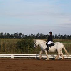 Irish Cob Wanda van Hippolacta