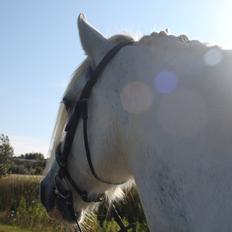 Irish Cob Wanda van Hippolacta