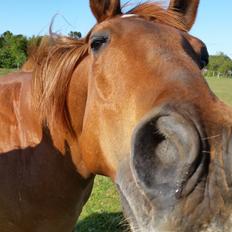 Paint two spot ice  RIP 