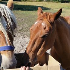 Paint two spot ice  RIP 