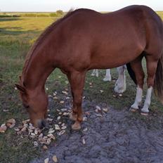 Paint two spot ice  RIP 