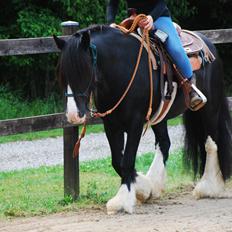 Irish Cob Valentin Wombat