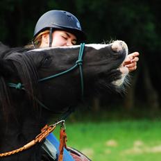 Irish Cob Valentin Wombat