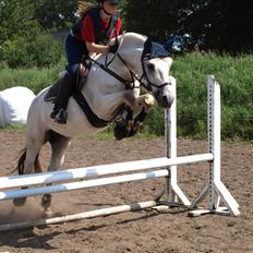 Fjordhest Lyngholms Arcon