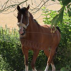 Hollandsk Sportspony Pablo