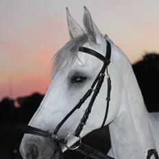 Anden særlig race Gipsy