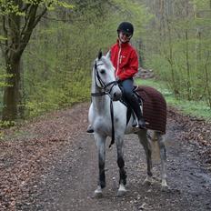 Anden særlig race Gipsy