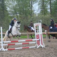 Anden særlig race Silver Shy