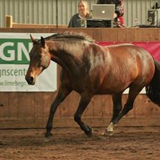 Oldenborg VESTERBÆKS EMILY