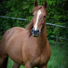Anden særlig race Fontain Madonna (Fonny)